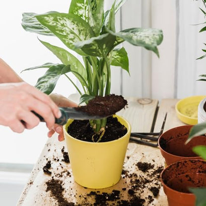 Doter Organic Pothos Soil Mix 2qt, Indoor Plants Potting Mix for All Potted Pothos, Grow Healthy houseplants Indoors - size: 2qt