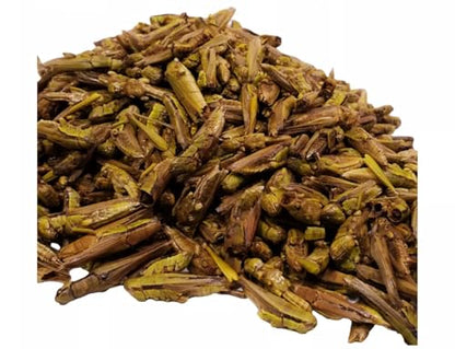 Grasshoppers - Freeze Dried Grasshoppers for Tropical Fish, Reptiles, Turtles, Tortoises Frogs, Hamsters, Birds, Rodents…14oz Lg Jar - size: 14 Ounce (Pack of 1)