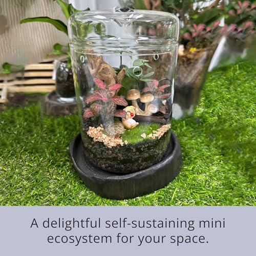 LaLaGreen Indoor Planter (6x9 Inch) Small Glass Terrarium Jar with Lid for Succulent Plants, Reptile Cactus Mini Fern Fairy Moss Tabletop Decoration Container Pot Kitchen Office Home Garden Decor
