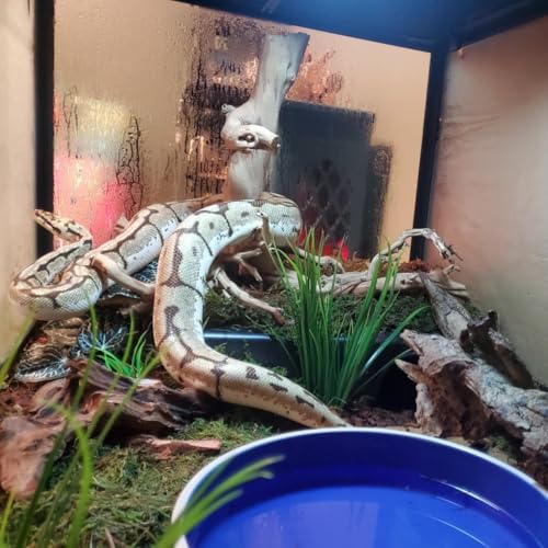 Amypet Reptile Hide Snake Hideout for Different Reptiles Snakes Ball Pythons Use Durable Material Easy to Clean 13.25" L x 8.8" W x 3.1" H (XL) - size: XL