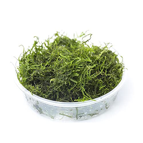 SubstrateSource Flame Moss on Mesh Live Aquarium Plant - Freshwater Fish Tank Decorations for Natural Aquatic Décor (Large Cup) - color: Flame - Large Cup, size: 1 Pack