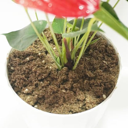 2QT Anthurium Potting Soil, Professionally Formulated Lightweight, Persistent Humidity, Fast Draining Potting Soil