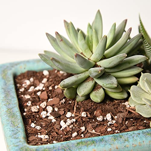 Succulent & Cactus Soil Mix by Perfect Plants (1QT) - size: 1 quart