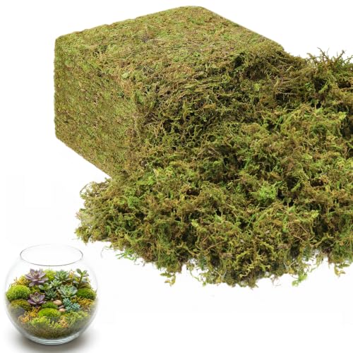 Legigo 2.6 LBS Green Moss for Plants Indoor, Crafts Moss for Artificial Plants, Decorative Dried Moss Forest Moss for Fake Potted Plants, Fairy Garden, Table Centerpieces and Terrarium Decor - color: 2.6 LBS