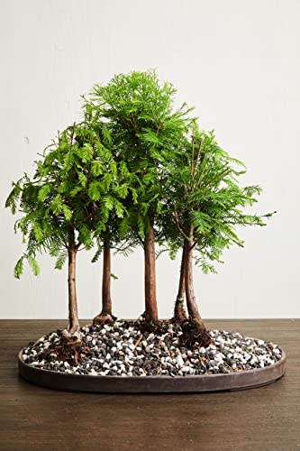 Pumice for Bonsai, Succulent, Cactus, Alocasia, Monstera, and Tropical Aroids | 2 Quarts Bag | 1/4” Particle Size | The Bonsai Supply - size: Pumice 2 Quarts