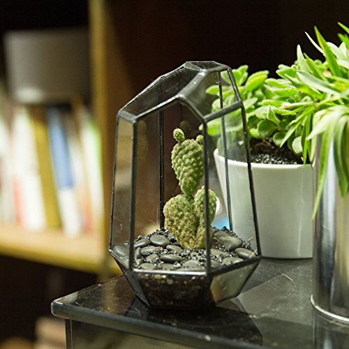 NCYP Small No Door Geometric Terrarium - 4.1" x 3.5" x 5.9" Miniature Irregular Glass Terrarium Planter for Mini Succulent Air Plants - Tabletop Garden Container, Black (No Plants) - size: 4.1"x3.5"x5.9"