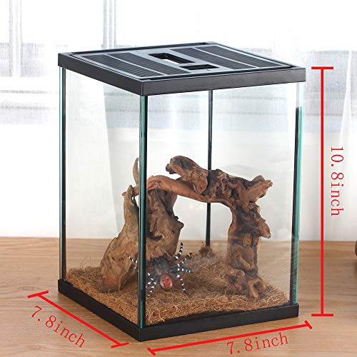 Vertical Glass Terrarium for Mantis, 7.8 x 7.8 x 10.8 in | 2.84 US Gal Glass Insect Habitat Kit for Tarantula Sling, Snail and Small Insects, Animals Not Included