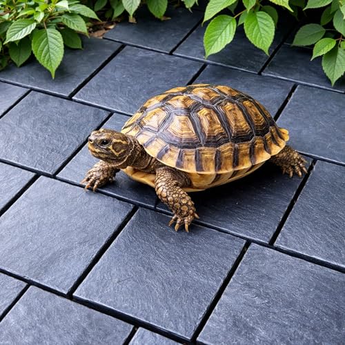 10pcs Turtle Basking Rock, Turtle Tank Decorative Stone, 2.36×1.57×0.2 Inches.Temperature Regulating Platform for Feeding, Basking and Nail Grinding, Ideal for Reptiles and Amphibians (Black) - color: Black