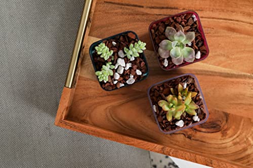 rePotme Cactus and Succulent Potting Soil Mix, Hand Blended in The USA - All Purpose Imperial Blend - Mini Bag (2 Quarts) - color: All Purpose Imperial, size: Mini Bag