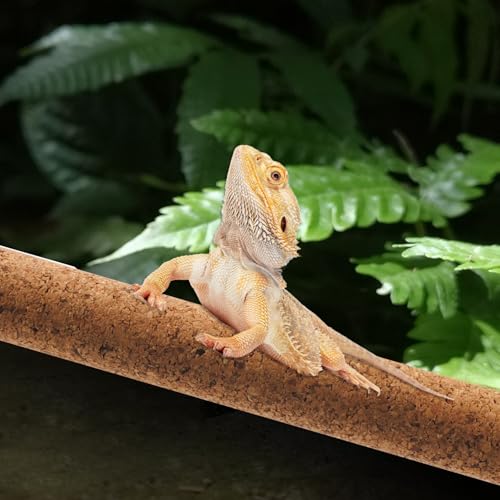PINVNBY 2 Pcs Reptile Branches for Climbing,Natural Lizard Cork Stick Bearded Dragon Tree Branch Habitat Log Decor for Tree Frog Snake Crested Gecko Spider Chameleon - size: L:15.75”Lx1.65”Wx1.65”H