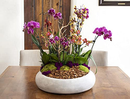 SuperMoss (23114) Orchid Potting Bark, Natural, 4 quarts - size: 231 Cu. In., style: Natural