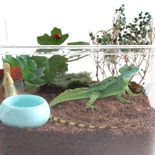 3 Pcs Worm Dish Reptile Food Bowl Tarantula Water Bowl for Spider Tarantula Gecko Lizard Small Reptile