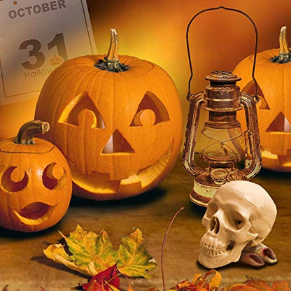Mini Human Skull Model, 3 Parts Palm-Sized Anatomy Skull Model with Removable Skull Cap & Full Set Teeth, School Teaching-Learning Tool, Fun Decorations Halloween Decorations Pirate Themed Decorations