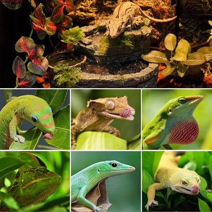 Reptile Water Fountain, Reptile Terrarium Waterfall Drinking Fountain with Food Dish for Bearded Dragon Lizard Leopard Crested Gecko Chameleon Frog