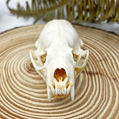 Taxidermy Real Animals Skull Decor - Model Animals Bones Specimen,Taxidermy Supplies for Science Education,Collection (Mink Skull) - style: Mink Skull