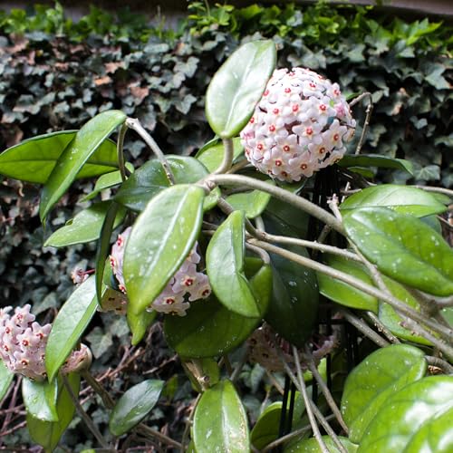 Doter Potting Soil Mix for Hoya 2qt, Custom Hand Blended Mixture Suitable for Indoor/Outdoor Potted Fern Plant - size: 2qt