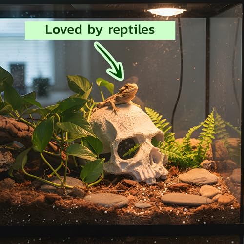CTWPets Aquarium Human Skull Decor for Betta Fish, Sinking Hide Shrimp Hide