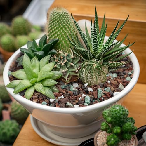 Bonsai Soil 4QT,Fast Draining Organic Potting Soil Mix Perlite,Lava,bark,Volcanic Rock,Green Zeolite,Premium Pre Mixed Bonsai Soil for Potted Plants - size: 4 Quart