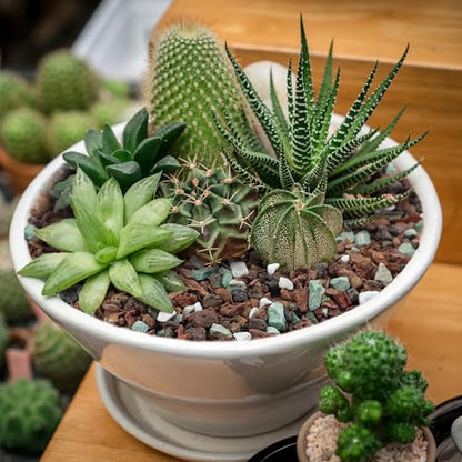 Bonsai Soil 2QT,Fast Draining Organic Potting Soil Mix Perlite,Lava,bark,Volcanic Rock,Green Zeolite,Premium Pre Mixed Bonsai Soil for Potted Plants - size: 2 Quart