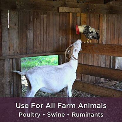 Dr. Connie's Probiotic + Electrolyte Powder for Chickens, Ducks, Goats, Poultry & Livestock | Natural Gut & Hydration Support | Veterinarian Formulated