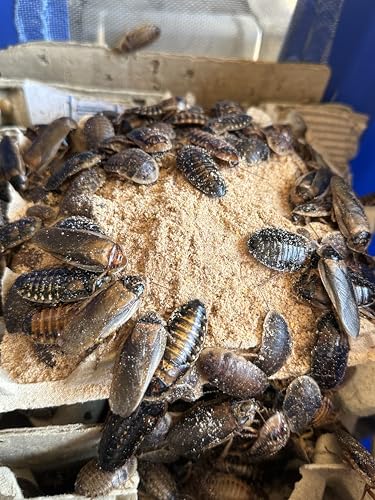 BadAssBugs™ 2LB Premium Dubia Roach & Cricket Chow - size: 2 LB