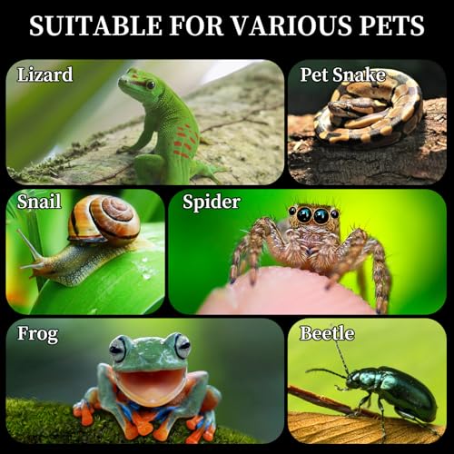 Acrylic Jumping Spider Habitat, Reptile Terrarium Easy Assembly, Bug Enclosure, Praying Mantis Habitat, Frog Enclosure (Small-6.3 * 4.7 * 6.7in) - size: Small-6.3*4.7*6.7in
