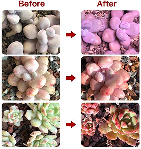Grow Light for Indoor Plants,Full Spectrum Double Goosenecks Desk Clip Plant Lamp for Seedlings/Seeds/Succulents,Color Spectrum Changeable & Timer Setting 3H/9H/12H