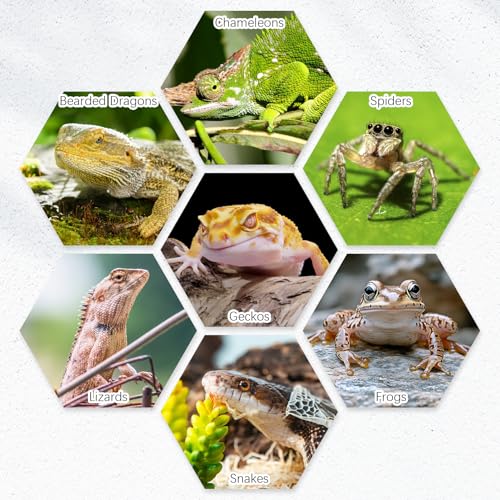 Tfwadmx 6 Pack Reptile Food Bowl, Mini Ceramic Water Feeder Bowl, Reptile Worm Feeding Dish for Lizard Turtle Bearded Dragon Anoles Crested Gecko Hermit Crab Leopard Gecko Chameleon Corn Snake - size: 6 Pcs 2.7 '' x 0.8 ''