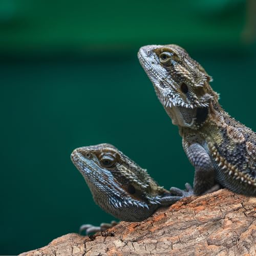 balacoo Reptile Bark Climbing Tree Decor Natural Cork Bark for Terrarium Snake Lizard Hide Climbing Platform 9.05X2.95X0.78 Inches 8-Pack