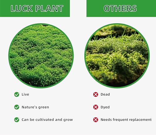 LUCKYRUNES Live Moss for Terrarium Bedding & Reptile Enclosures | Moisture-Holding Layer, Humid Hide Accent, Forest-Floor Look, Easy to Trim, For Frogs, Geckos, Turtles, Snakes