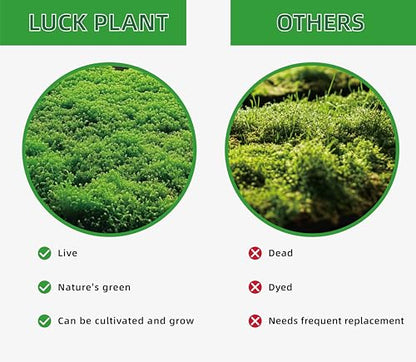 LUCKYRUNES Live Moss for Terrarium Bedding & Reptile Enclosures | Moisture-Holding Layer, Humid Hide Accent, Forest-Floor Look, Easy to Trim, For Frogs, Geckos, Turtles, Snakes