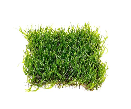 Live Aquarium Moss Plant (Flame Moss Pad (3x3 inch))
