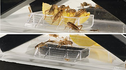 Exo Terra Exo Terra Cricket Pen, Small, 18 Cm X 14 Cm X 11 Cm (7\U201D X 5.5\U201D X 4.3\U201D) - size: Small