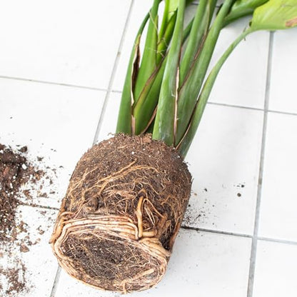 Organic Bird of Paradise Potting Soil Mix 1qt, Ideal for Indoor/Outdoor Potted Plants, Promotes Optimal Growth for Bird of Paradise - size: 1qt