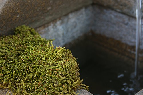 SuperMoss (21580) Sheet Moss Dried, Natural, 2 Ounce - color: Natural Dried, size: 3 Ounces