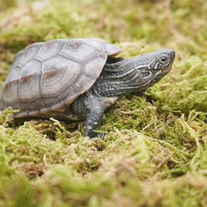 3.5oz Pure Natural Reptile Moss for Humidity, Great for Snakes, Turtle and Other Reptiles, Good for Terrariums for Reptiles & Amphibians - size: 3.5oz