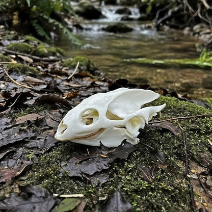 Taxidermy Real Animals Skull Decor - Model Animals Bones Specimen,Taxidermy Supplies for Science Education,Collection (Turtle) - style: Turtle Skull