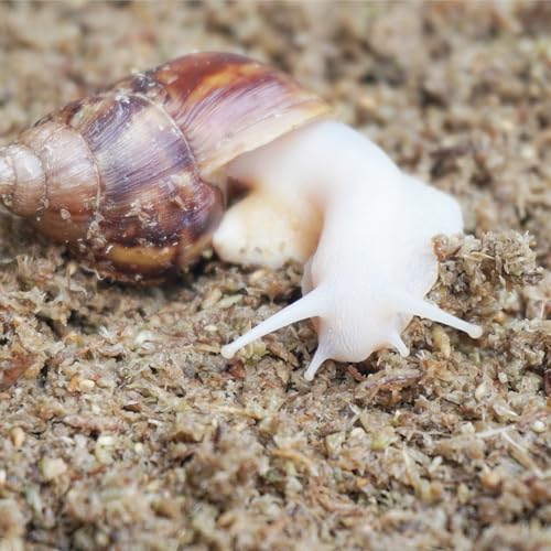 2 Quarts Organic Fiber Substrate for Pet Snail, Ideal Snail Terrarium Accessories for Retains Moisture - size: 2QT
