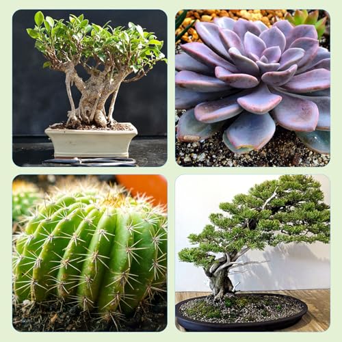 Doter Bonsai Soil Mix Ready to Use (1qt), Premium Fast Draining Organic All Purpose Potting Mix for All Varieties of Bonsai - size: 1qt