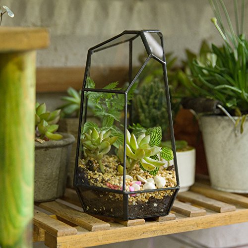 NCYP Small No Door Glass Geometric Terrarium - 4.9 x 3.9 x 7.4 Inches Irregular Clear Terrarium Pot for Mini Succulents, Small Cactus, Indoor Garden Tabletop Decoration (No Plants) - size: 4.9"x3.9"x7.4"