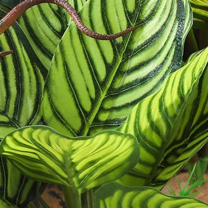 IBWell Reptile Terrarium Plants - Tortoise Habitat Accessories, Artificial Spider Plant for Gecko, Ball Python - Calathea Makoyana A