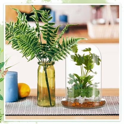 1 PC 5.9 x 7.9 Inch Glass Terrarium Dome Cloche with Air Hole & Glass Base, Clear Terrarium Containers Ventilated Plant Humidity Dome for Carnivorous Plants Orchids Tropical Cuttings, No Leakage - size: 5.9 x 7.9 Inch
