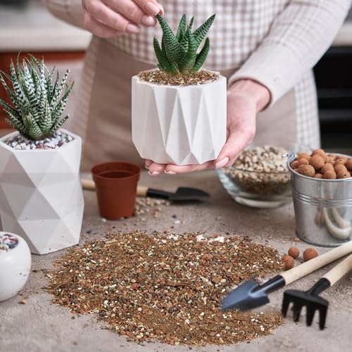 Doter Succulent & Cactus Soil Potting Mix 1qt, Chunky Dirt with Fast Draining Fits for Bonsai, Terrarium and Houseplant - color: Succulent & Cactus Soil, size: 1qt