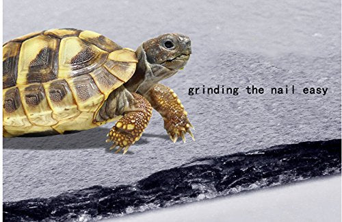 OMEM Turtle Reptile Rock Food Plate Grinding the Nail (M) - size: M