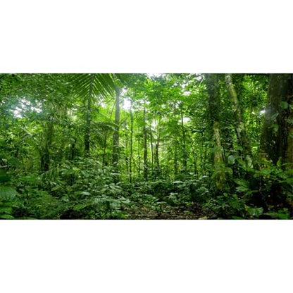 AWERT 48x24 inches Terrarium Background Tropical Aquarium Background Green Huge Tree Rainforest Reptile Habitat Background Durable Polyester Background - size: 48x24in/120x60cm