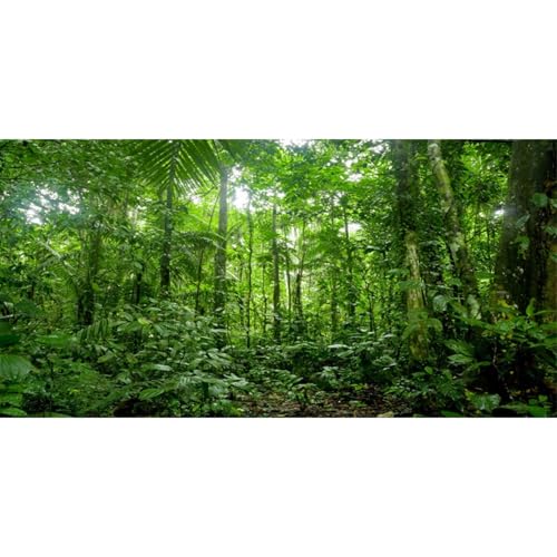 AWERT 30x18 inches Terrarium Background Tropical Aquarium Background Green Huge Tree Rainforest Reptile Habitat Background - size: 30x18in/75x45cm