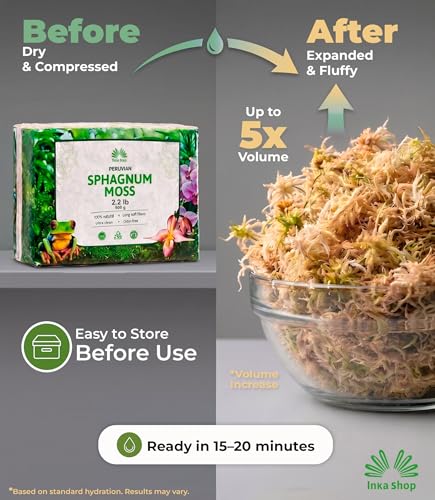 Long Fiber Sphagnum Moss for Indoor Plants Peruvian Orchid Moss Ultra Clean Odor Free Fast Expanding Moisture Retention Airy Drainage for Aroids Carnivorous Plants Terrarium Reptile Bedding (2.2lb) - size: 2.2lb