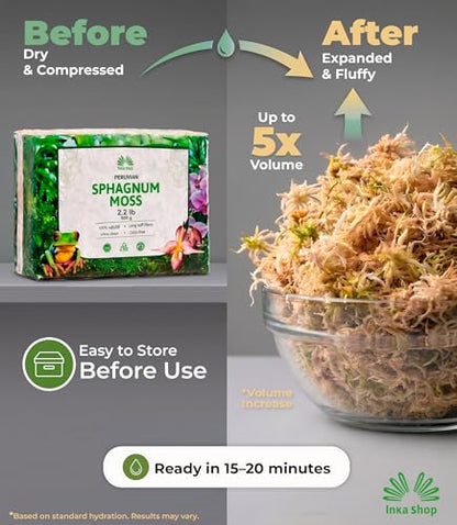 Long Fiber Sphagnum Moss for Indoor Plants Peruvian Orchid Moss Ultra Clean Odor Free Fast Expanding Moisture Retention Airy Drainage for Aroids Carnivorous Plants Terrarium Reptile Bedding (2.2lb) - size: 2.2lb