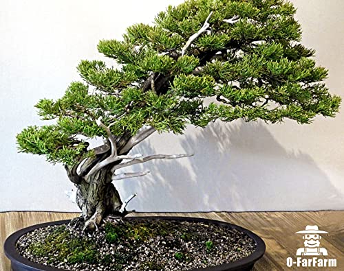 Bonsai Soil Mix Ready to Use 2 Quart, Fast Draining All Purpose Potting Soil for Bonsai Tree, Ideal for Root Development, Made from Akadama, Lava Rock, Pumice and Pine Barks