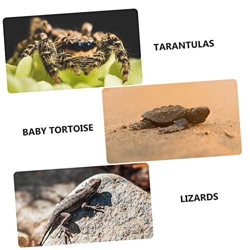 Transparent Reptile Breeding Box Durable Plastic Habitat with Ventilation for Lizards and Insects Pet Feeding Container for Comfortable Living Environment